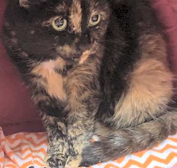 Photo of Sugar