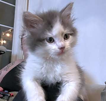 Photo of Pudge