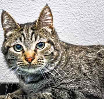Photo of Hunter