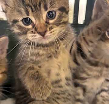 Photo of Crackle