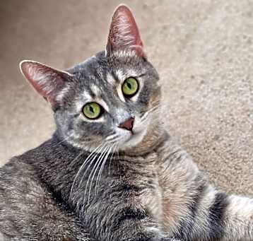 Photo of Kinsley