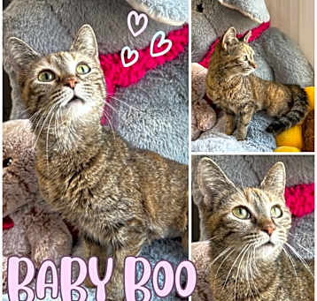 Photo of Baby Boo