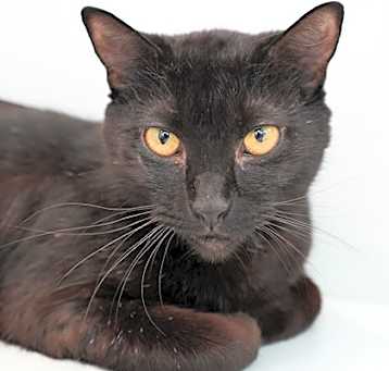 Photo of Godiva