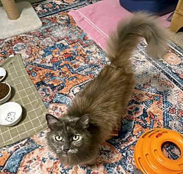 Photo of Amara