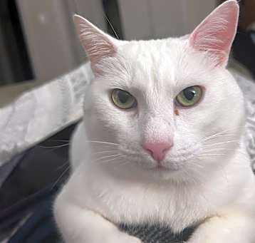 Photo of Lillie