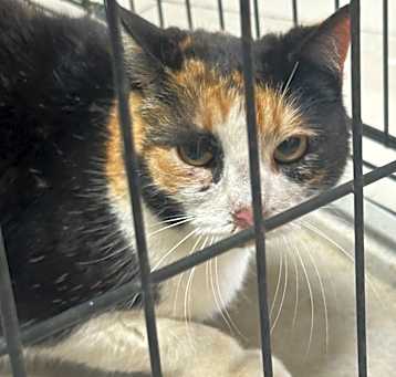 Photo of Cali