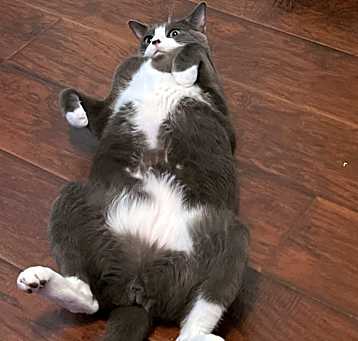 Photo of Sirius