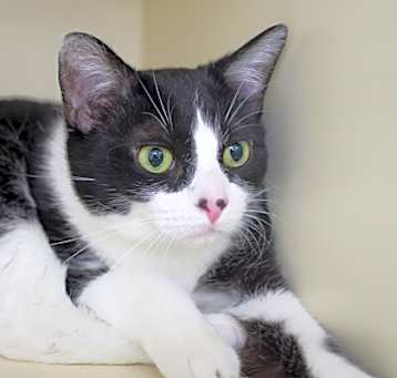 Photo of Piper (bonded with Zelda)
