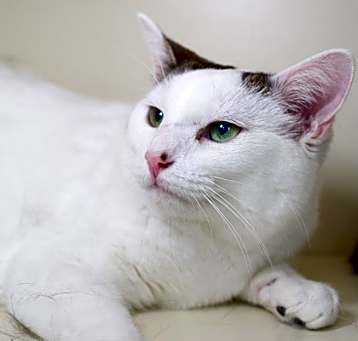 Photo of Zelda (bonded with Piper)