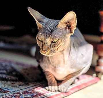 Photo of Runa