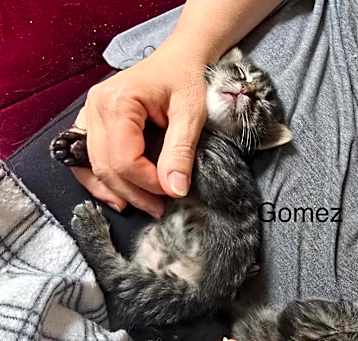 Photo of Gomez