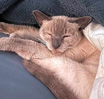 Photo of Willow