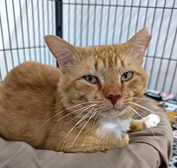 Photo of Archie