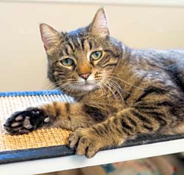 Photo of Buddy