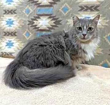 Photo of Angel Puff