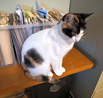 Photo of Precious