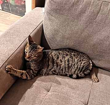 Photo of Taco