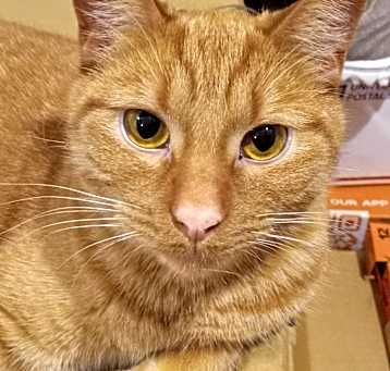 Photo of Moe