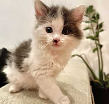 Photo of Marble