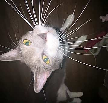 Photo of Pinball