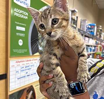 Photo of Peanut