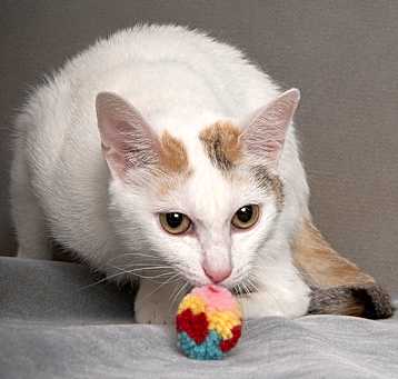 Photo of Meep