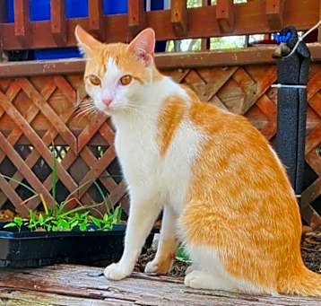 Photo of Pumpkin