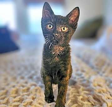 Photo of Preto