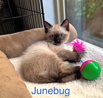 Photo of Junebug