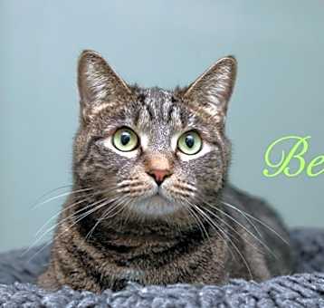 Photo of Bean