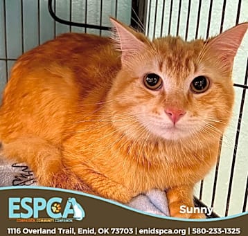 Photo of Sunny