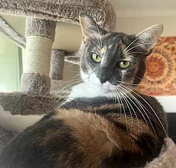 Photo of Shadow