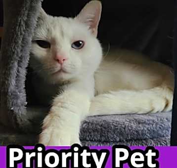 Photo of Griselda  *A PRIORITY PET*