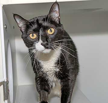 Photo of Mr. Bojangles