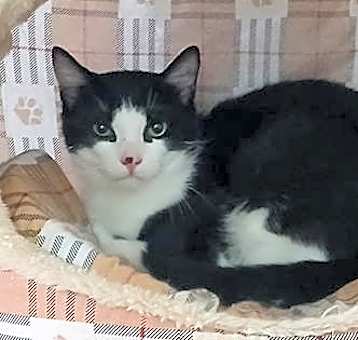 Photo of Tobey (Bonded with Dodger)
