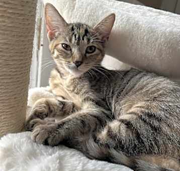 Photo of Layla