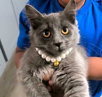 Photo of Fluffy