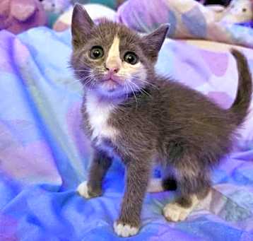 Photo of Biscotti