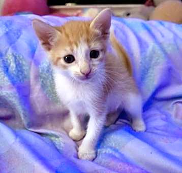 Photo of Popcorn
