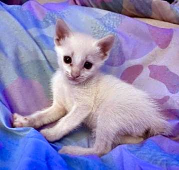 Photo of Marshmallow