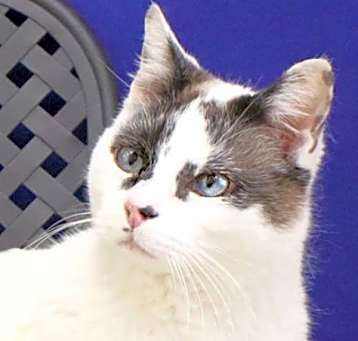Photo of Mister Tulip