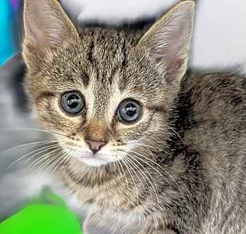 Photo of Skye