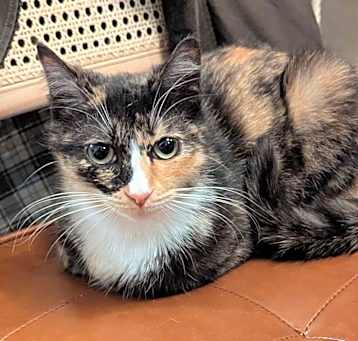 Photo of Cookie