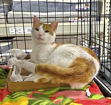 Photo of Baughns : Butterscotch