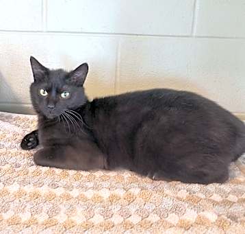 Photo of Midnight