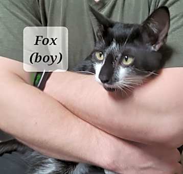 Photo of Fox