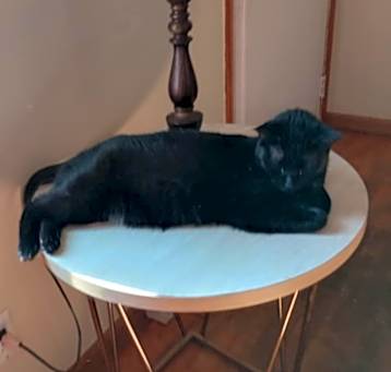Photo of Willow