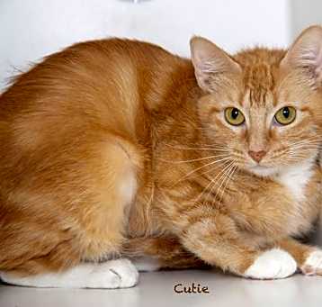 Photo of Cutie