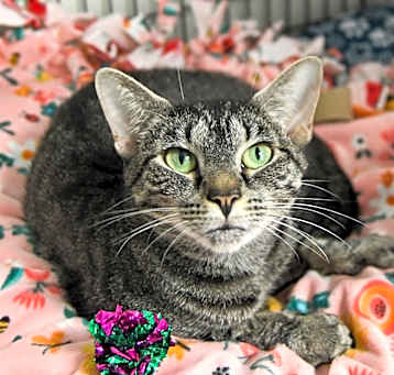 Photo of Phoebe