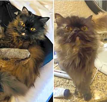 Photo of The Princess of Purrrsia